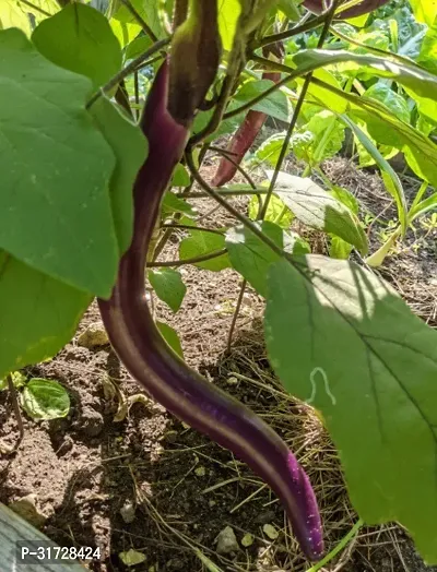 Long Purple Brinjal-213 -FR- 3500-SD-thumb0