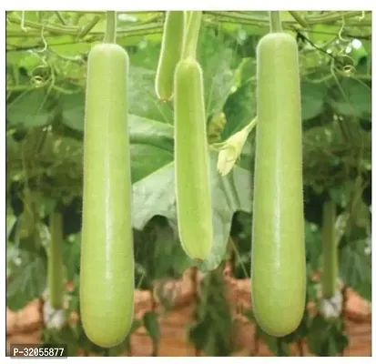 Indian Bottle gourd round-300 Seeds per packet-thumb0