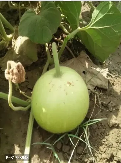 Round Bottle Gourd-142-Sd-50-Seeds