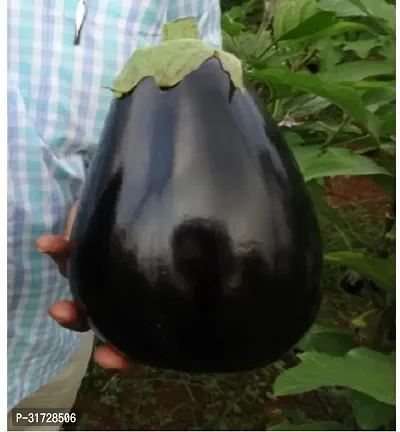 Round Purple Brinjal-129FR- 1000-SD-thumb0