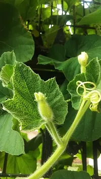 Round Bottle Gourd, Ghiya-100 Seeds per packet-thumb2