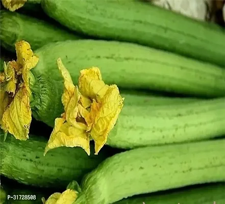 SD-935 Sponge Gourd-250-Seeds