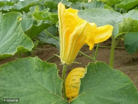 Pumpkin Squash Vegetable Seeds, 400 Seeds-thumb4