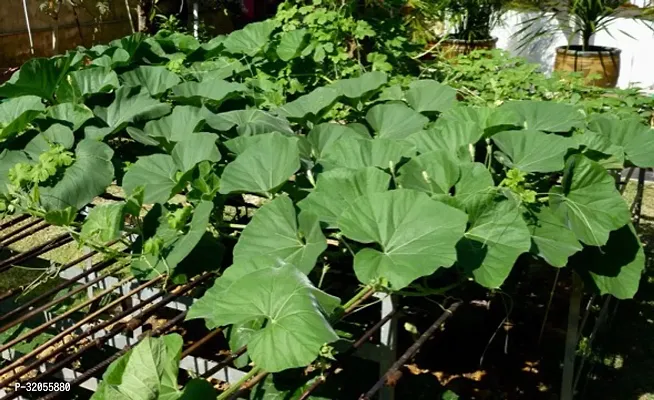 Long  bottle gourd Seeds-300 Seeds per packet-thumb4