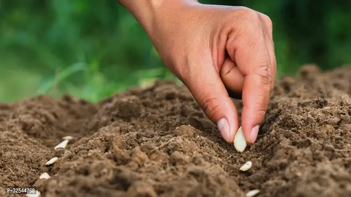 Pumpkin Squash Vegetable Seeds, 400 Seeds-thumb2