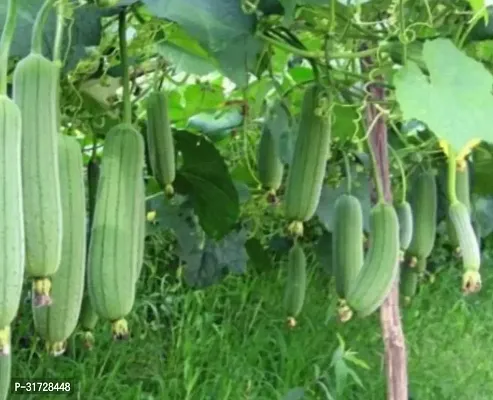 SD-586 Sponge Gourd-120-Seeds-thumb0