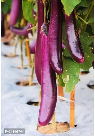 299-Long Purple Brinjal SD-96 -FR- 50-SD Seeds-thumb0