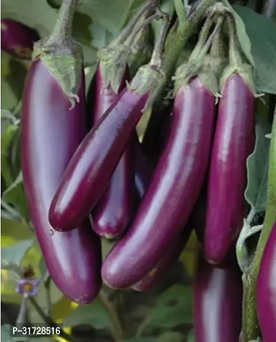 Long Purple Brinjal-284 -FR- 300-SD