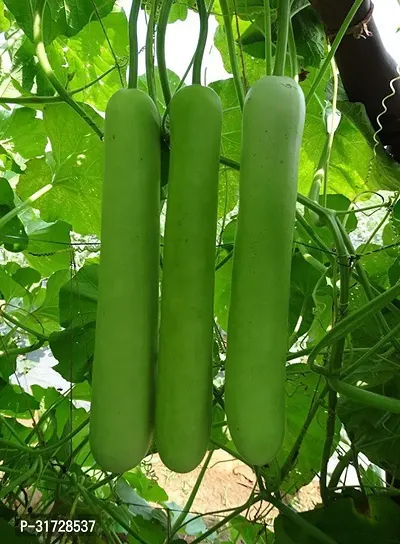 Long Bottle Gourd-165-Sd-40-Seeds-thumb0