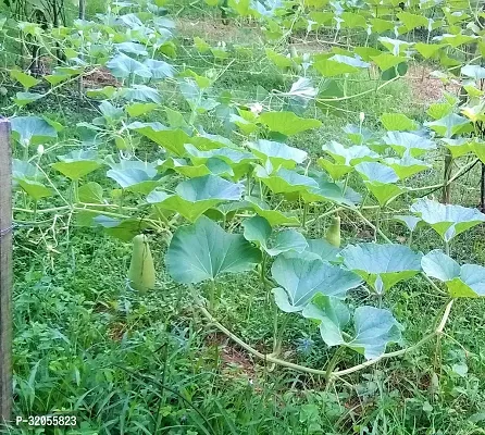 Bottle Gourd Gol Ghiya Seeds-200 Seeds per packet-thumb4