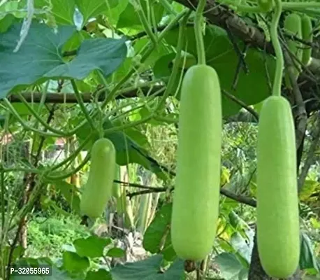 NAM TAO YAI Bottle Gourd Seeds-700 Seeds per packet-thumb0