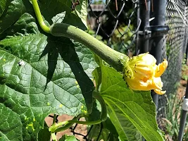 SD-935 Sponge Gourd-250-Seeds-thumb1