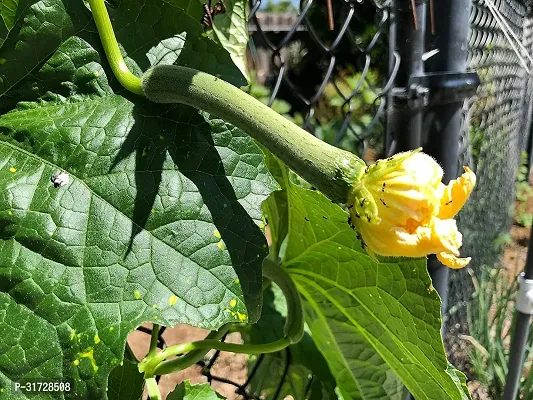 SD-935 Sponge Gourd-250-Seeds-thumb2