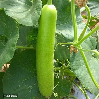 Bottle Gourd Gol Ghiya Seeds-200 Seeds per packet-thumb0