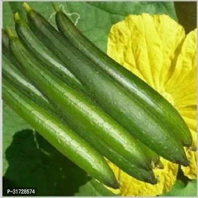 SD-1139 Sponge Gourd-400-Seeds