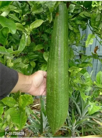 SD-1504 Sponge Gourd-1000-Seeds