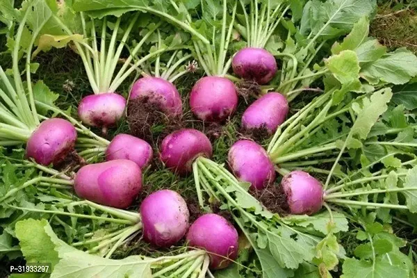 Vegetable Organic Turnip Seeds -1500Seeds-thumb0