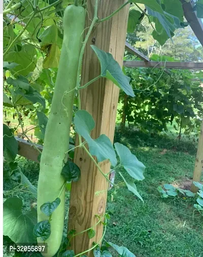 Hybrid Bottle Gourd Seeds-350 Seeds per packet-thumb0