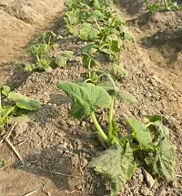 Apple Gourd Tinda 200 Seeds-thumb2