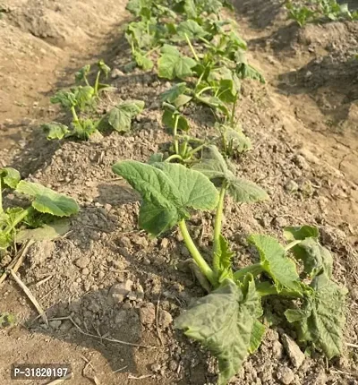 Apple Gourd Tinda 200 Seeds-thumb3