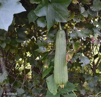 SD-1554 Sponge Gourd-1000-Seeds