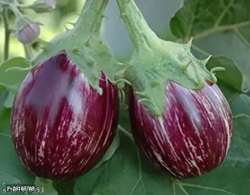 299-PUR-Baingan-1314-R-500 Seeds-thumb0