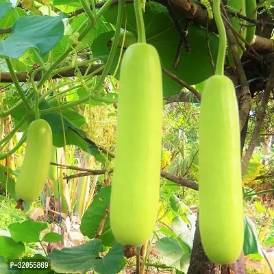 Round Bottle Gourd, Ghiya-300 Seeds per packet-thumb0