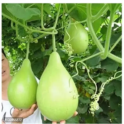 Bottle Gourd Seeds Hugua Lauki-300 Seeds per packet-thumb0