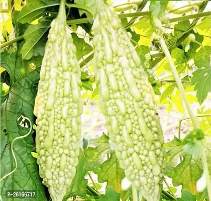 399-White Karela Seeds SD -1358-200 -SD-thumb0