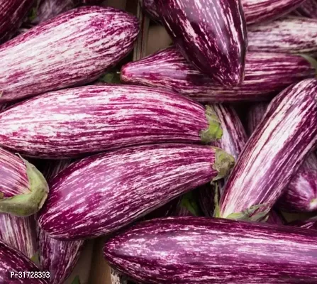 Long Purple Brinjal-203 -FR- 800-SD-thumb0