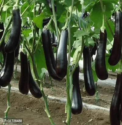 Long Black Brinjal-299 -FR- 200-SD-thumb0