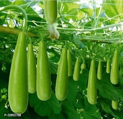 Indian Bottle Gourd-100 Seeds per packet-thumb0