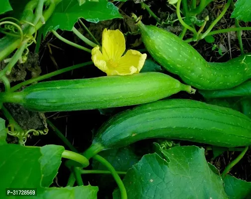 SD-559 Sponge Gourd-120-Seeds