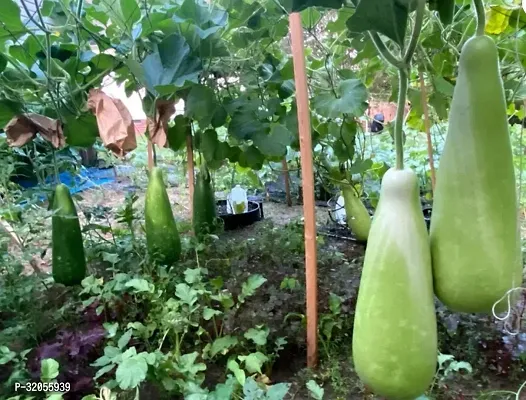 NAM TAO YAI Bottle Gourd Seeds-500 Seeds per packet-thumb0