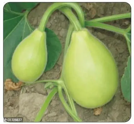 Round Bottle Gourd-148-Sd-250-Seeds-thumb0