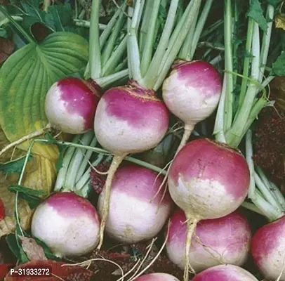 Vegetable Organic Turnip Seeds -1500Seeds-thumb0