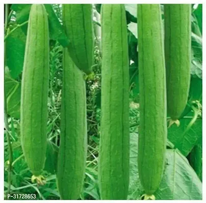 SD-740 Sponge Gourd-150-Seeds-thumb0