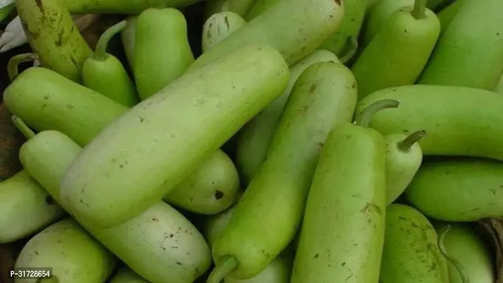 Long Bottle Gourd-123-Sd-40-Seeds-thumb0