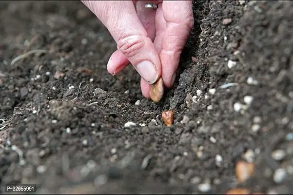 Gourd Bottle-900 Seeds per packet-thumb2