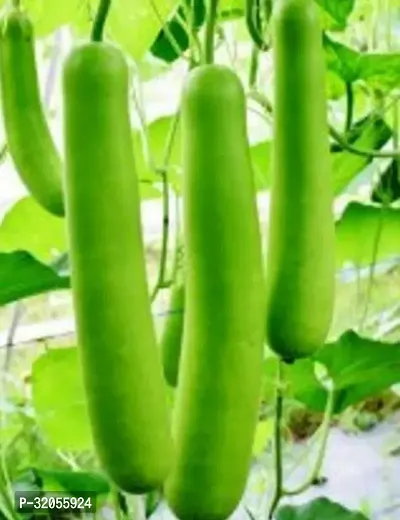 Long bottle gourd seeds-500 Seeds per packet-thumb0