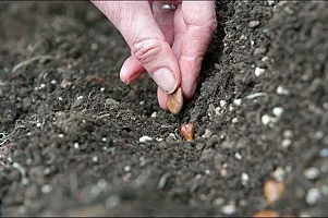 NAM TAO YAI Bottle Gourd Seeds-100 Seeds per packet-thumb1