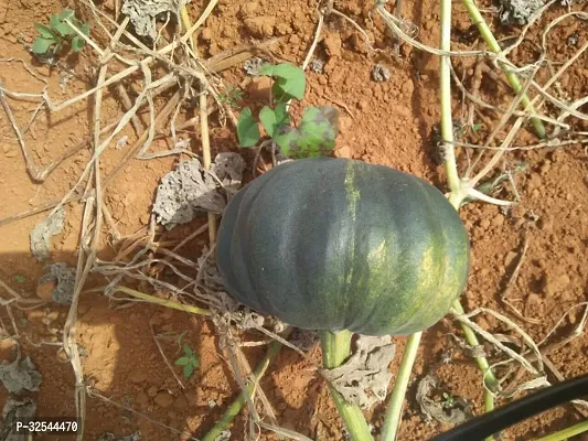 High Quality Pumpkin Squash Vegetable Seeds, 100 Seeds