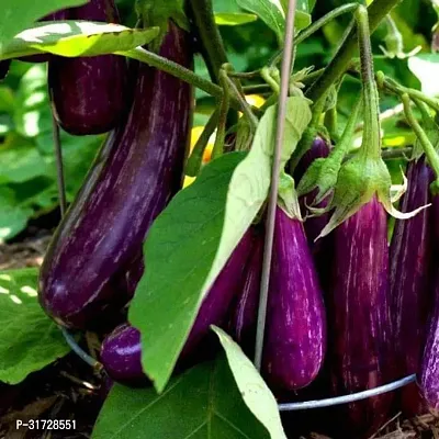 Long Purple Brinjal-112 -FR- 800-SD-thumb0