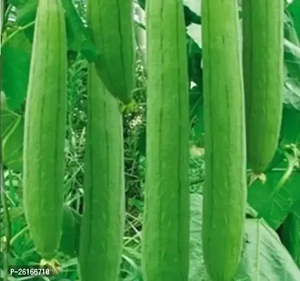 399-SD-996 Sponge Gourd-300-Seeds-thumb0