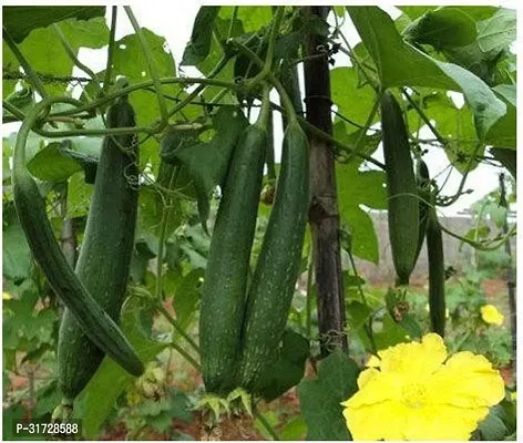 SD-1128 Sponge Gourd-400-Seeds