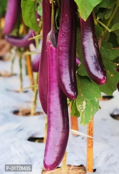 Long Purple Brinjal-172 -FR- 300-SD-thumb0