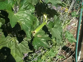 SD-1338 Sponge Gourd-500-Seeds-thumb1