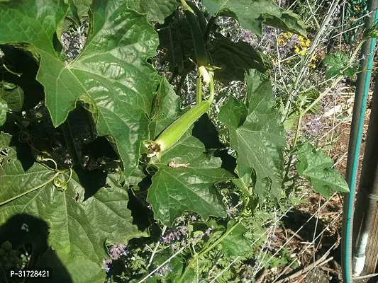 SD-1338 Sponge Gourd-500-Seeds-thumb2