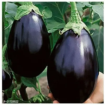 Round Purple Brinjal-145 -FR- 250-SD