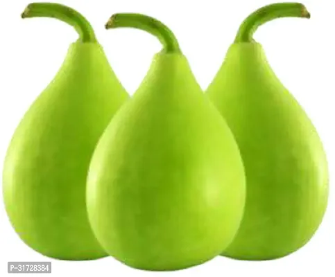 Round Bottle Gourd-155-Sd-40-Seeds